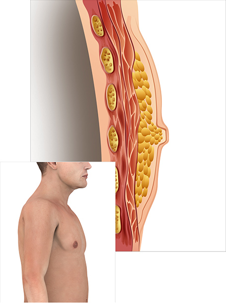 Cross-section of normal male breast