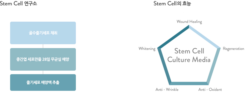 Stem Cell 연구소 | Stem Cell의 검증된 확실한 효과